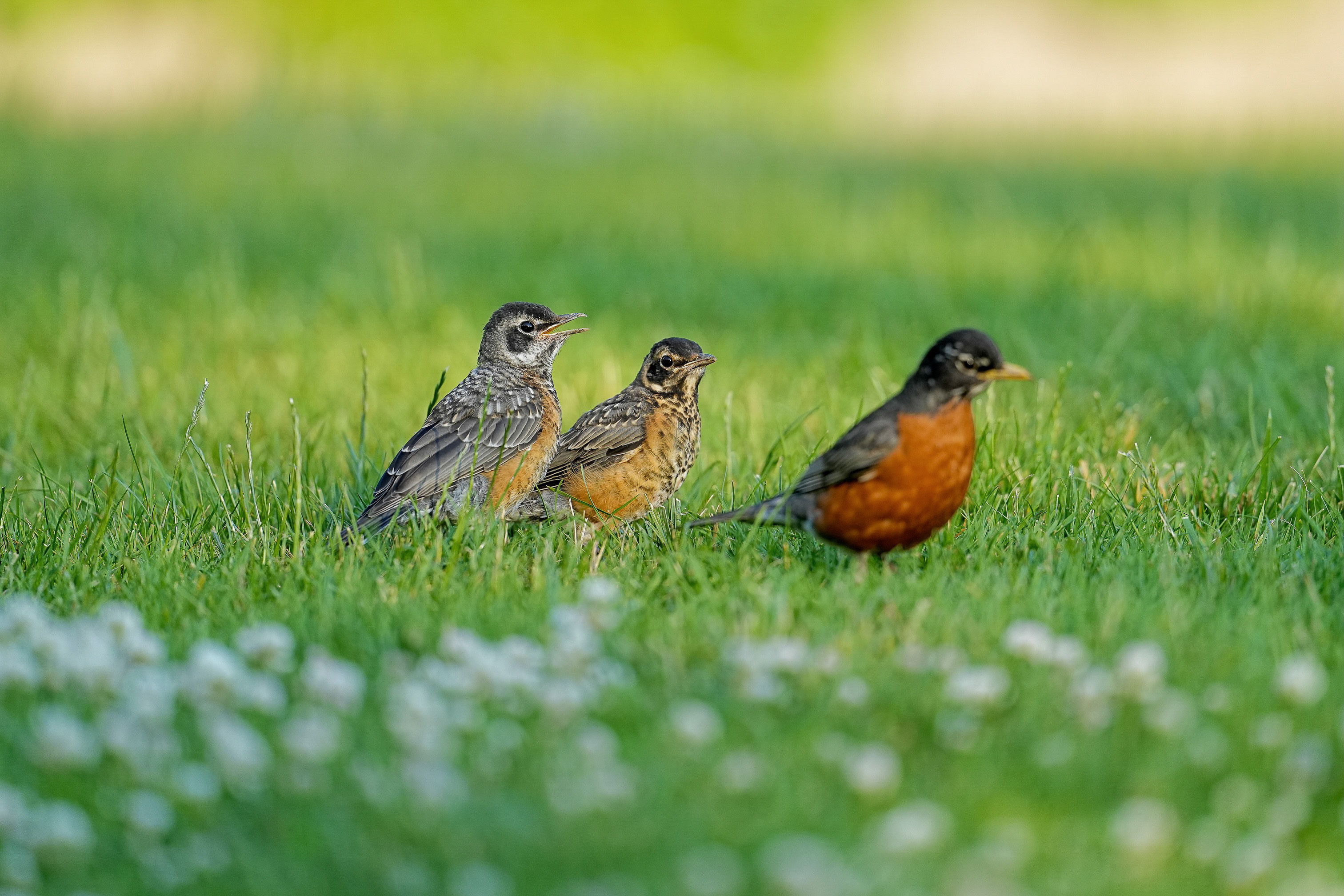 Animals and Their Young